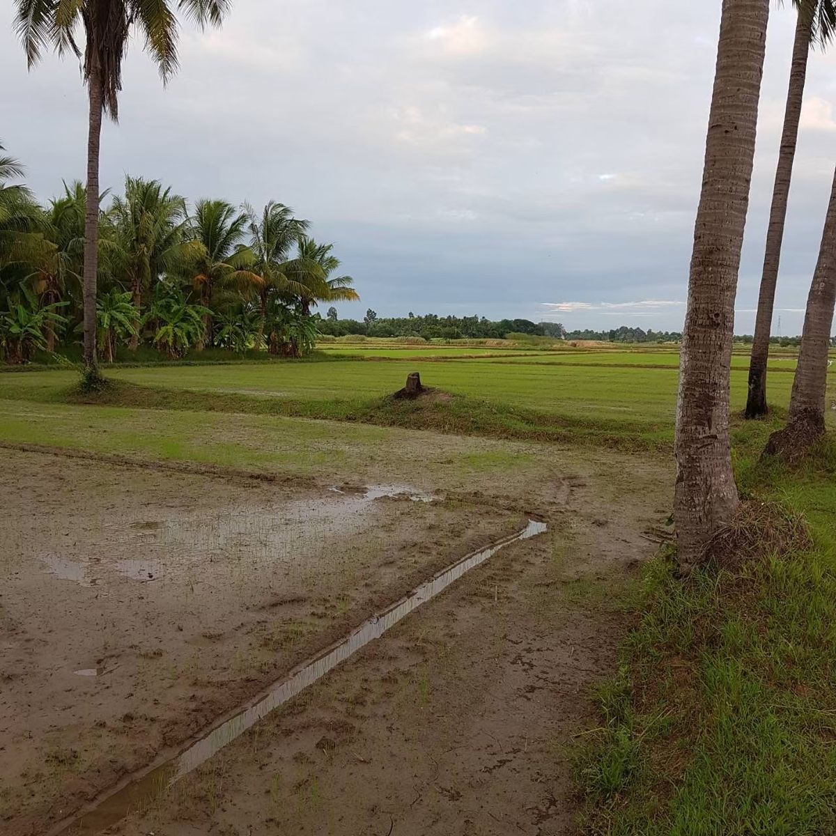 ที่ดินราชบุรี โพธาราม เนื้อที่ดิน 4-3-90 ไร่ - 7