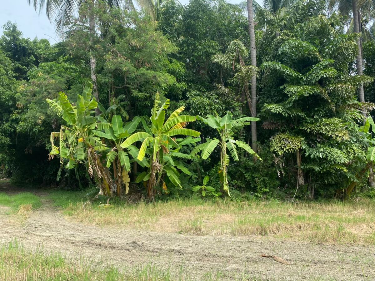 ที่ดินราชบุรี โพธาราม เนื้อที่ดิน 4-3-90 ไร่ - 9