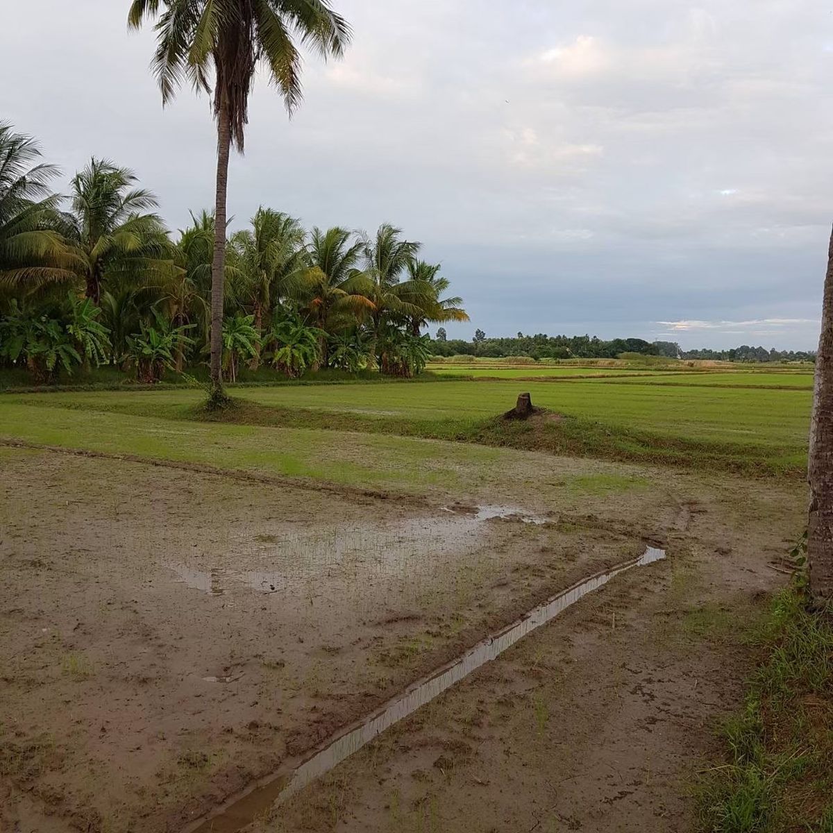 ที่ดินราชบุรี โพธาราม เนื้อที่ดิน 4-3-90 ไร่ - 10