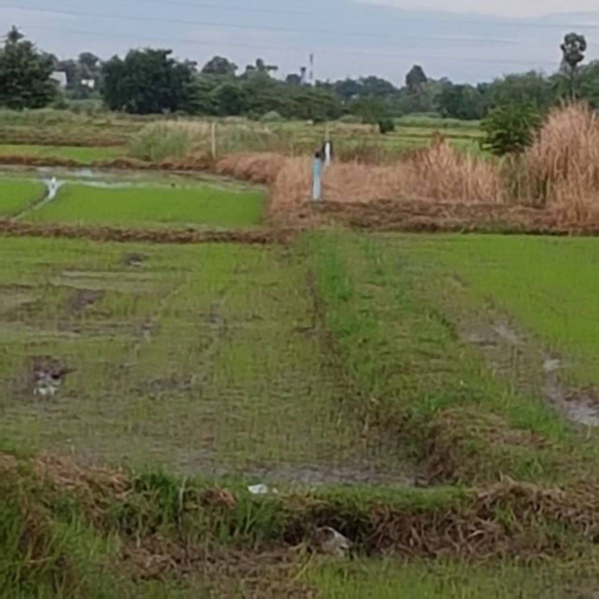 ที่ดินราชบุรี โพธาราม เนื้อที่ดิน 4-3-90 ไร่ - 6
