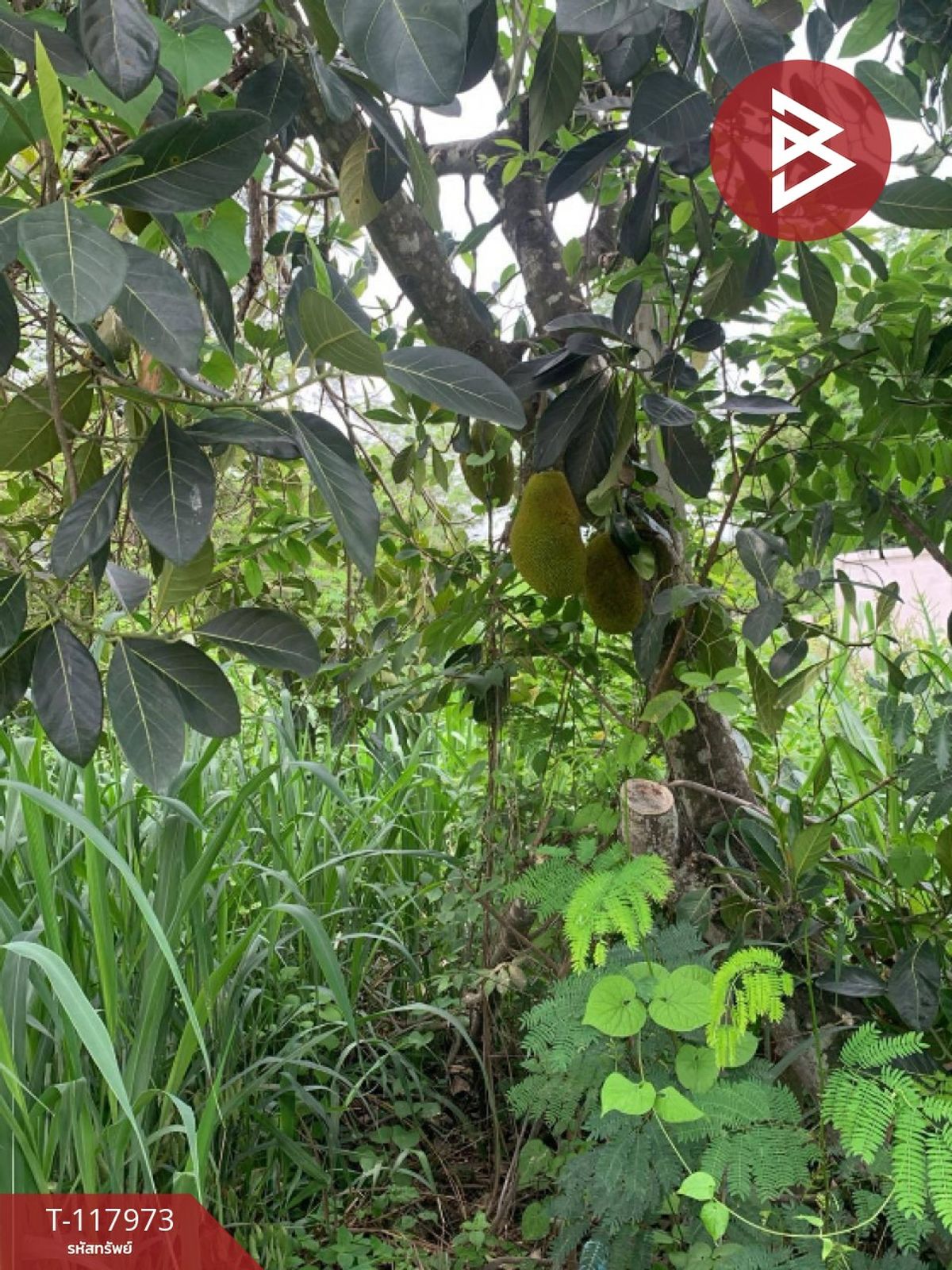 ขายที่ดิน เนื้อที่ 80 ตร.วา จอมบึง ราชบุรี - 3