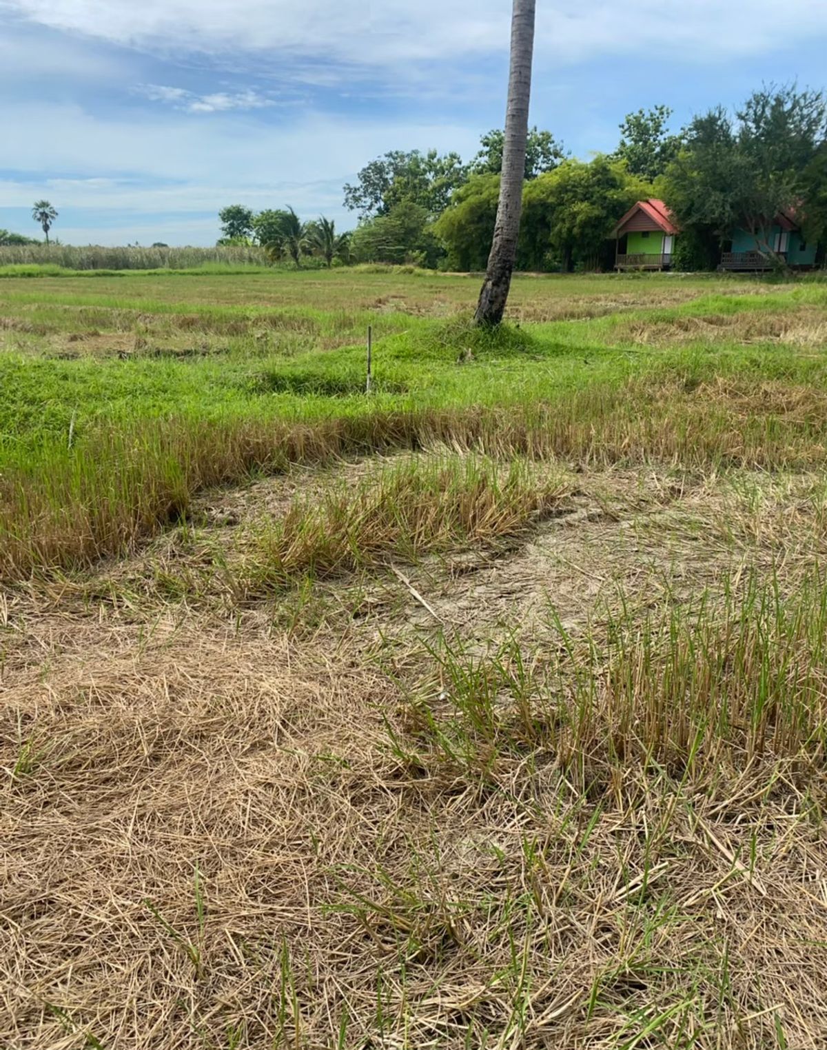 ที่ดินราชบุรี โพธาราม เนื้อที่ดิน 4-3-90 ไร่ - 11