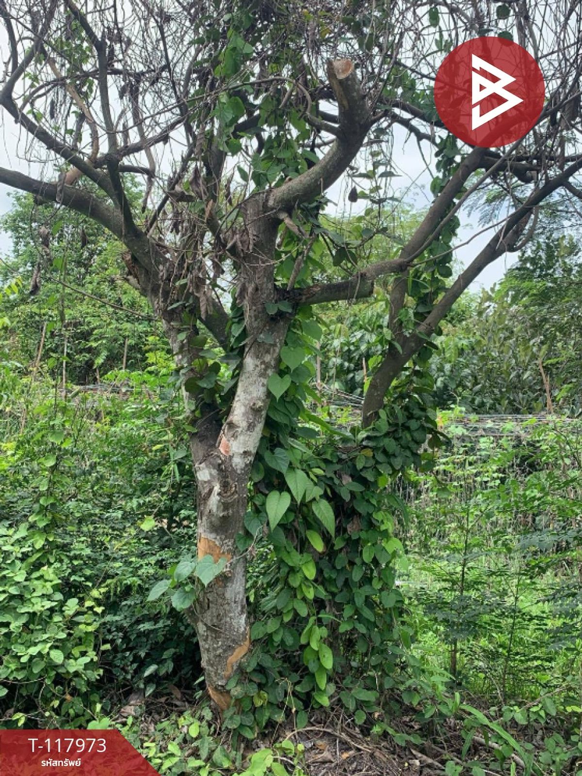 ขายที่ดิน เนื้อที่ 80 ตร.วา จอมบึง ราชบุรี - 8