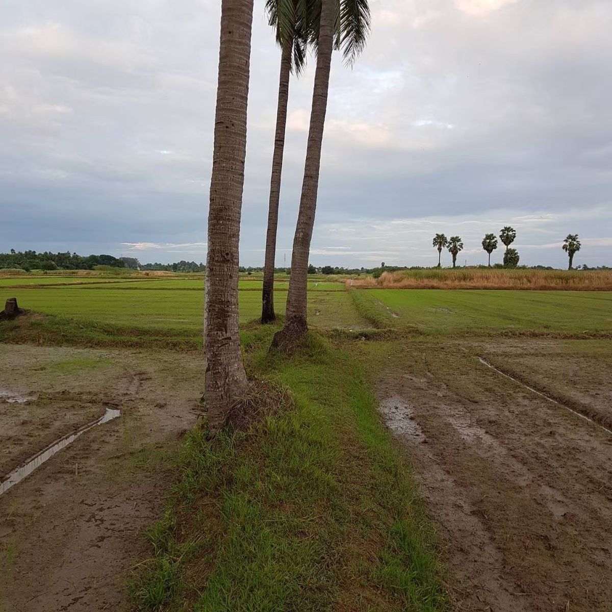 ที่ดินราชบุรี โพธาราม เนื้อที่ดิน 4-3-90 ไร่ - 12