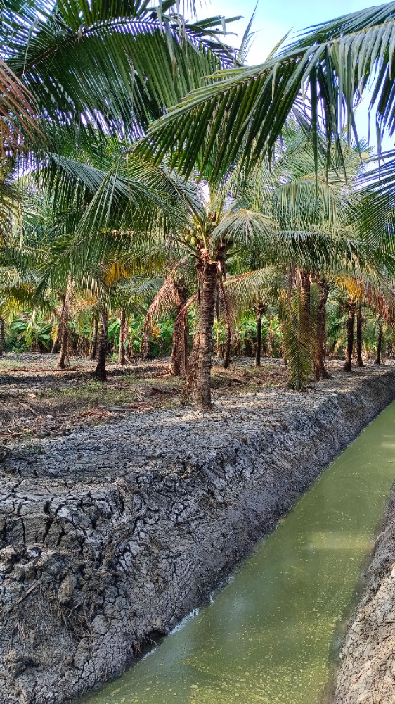 ขายที่ดินพร้อมสวนมะพร้าวน้ำหอม 6ไร่ - 7