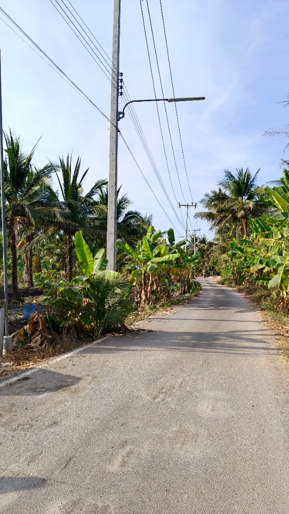 ขายที่ดินพร้อมสวนมะพร้าวน้ำหอม 6ไร่ - 3