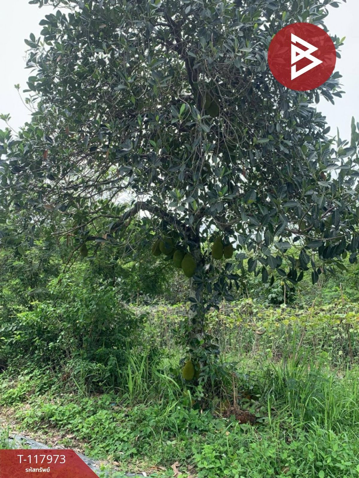 ขายที่ดิน เนื้อที่ 80 ตร.วา จอมบึง ราชบุรี - 2