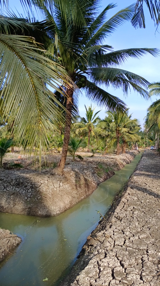 ขายที่ดินพร้อมสวนมะพร้าวน้ำหอม 6ไร่ - 9